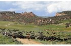 Property photo 18 - 92,312+/- Acres Offered in 14 Tracts